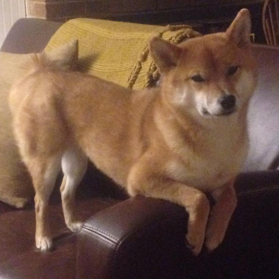 指挥家的权杖，阿根廷如何用节奏绞杀韩国，莱奥奏响胜利强音