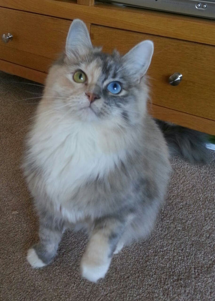 掘金狂胜快船，锡安F1揭幕战称王，体育赛场的接管艺术