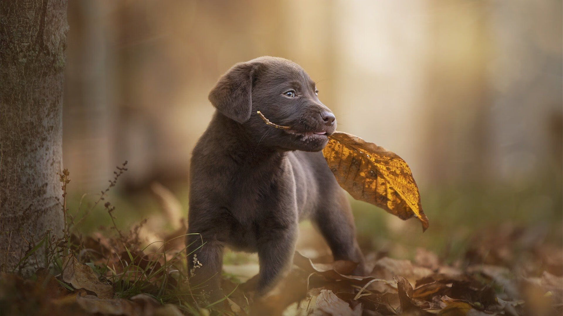 寒冰刺客霍勒迪，一记绝杀冻结费城，热火淬火重生