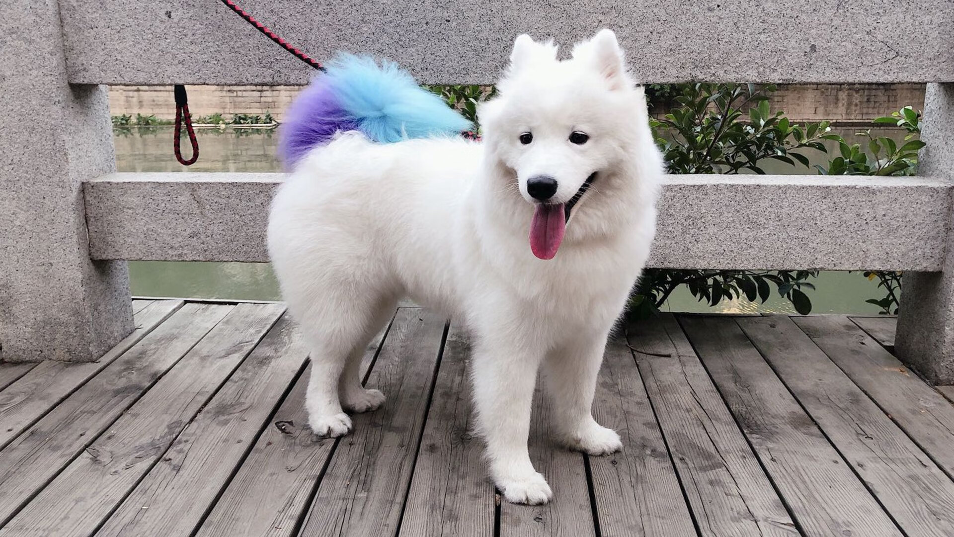 突尼斯之夜,当萨内的脉搏成为全队心跳,决胜局如何撕裂圣西罗的黄昏