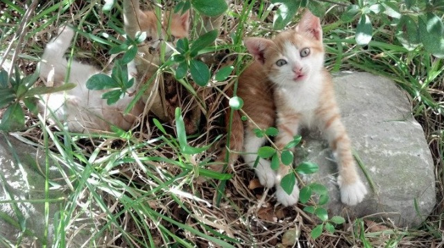 沉默者的号角,东决关键战之夜,德罗赞用实力证明自己