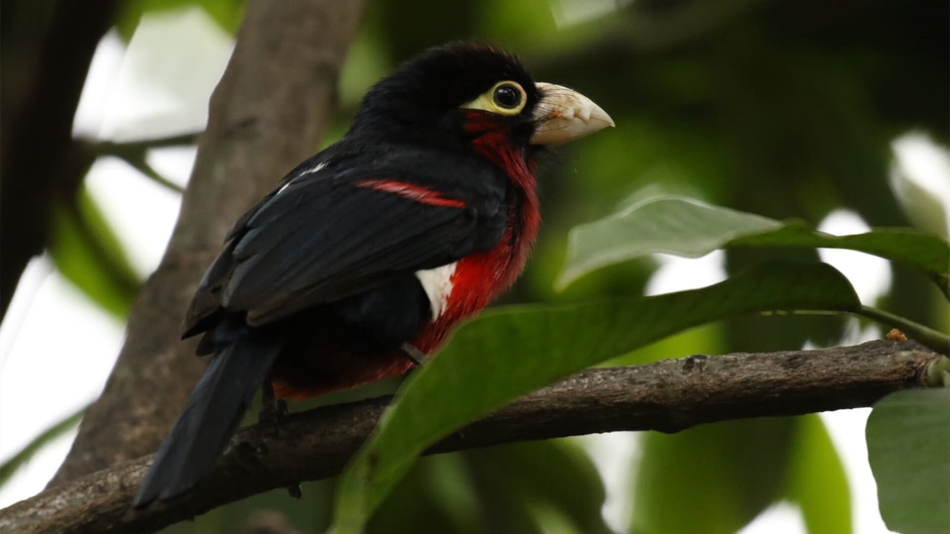 绝杀之夜,班凯罗一球封神,从高顺位状元到真正的关键先生