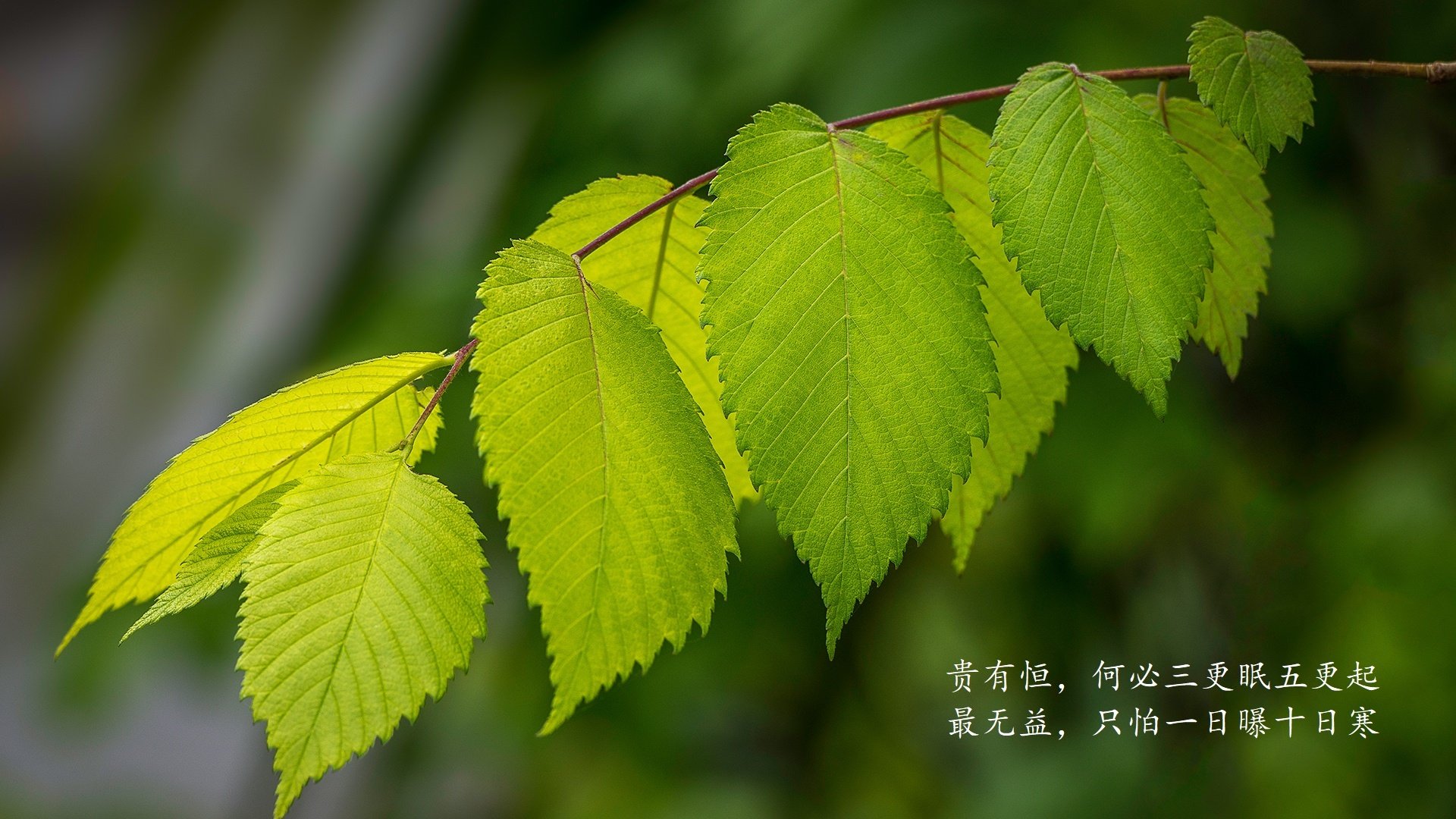 制胜一击！孙兴慜绝杀助阿森纳淘汰贝蒂斯晋级八强