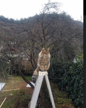 利刃破金城,快船踏平掘金,约基奇成为掌控全局的关键先生