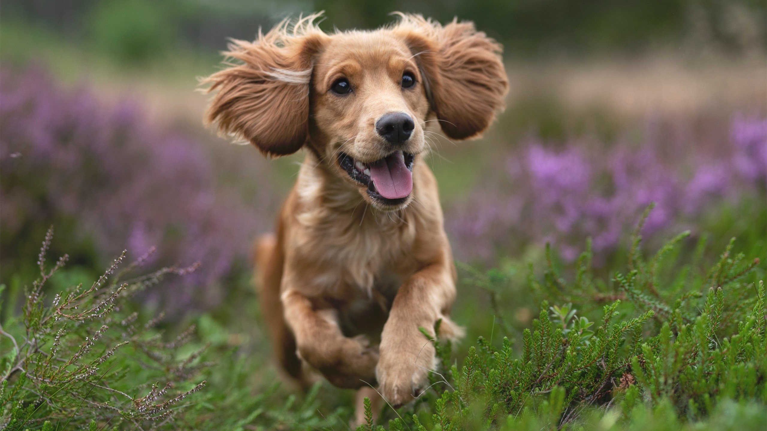 英超争冠神剧本，马里悍将一锤定音，喀麦隆雄狮暗藏玄机
