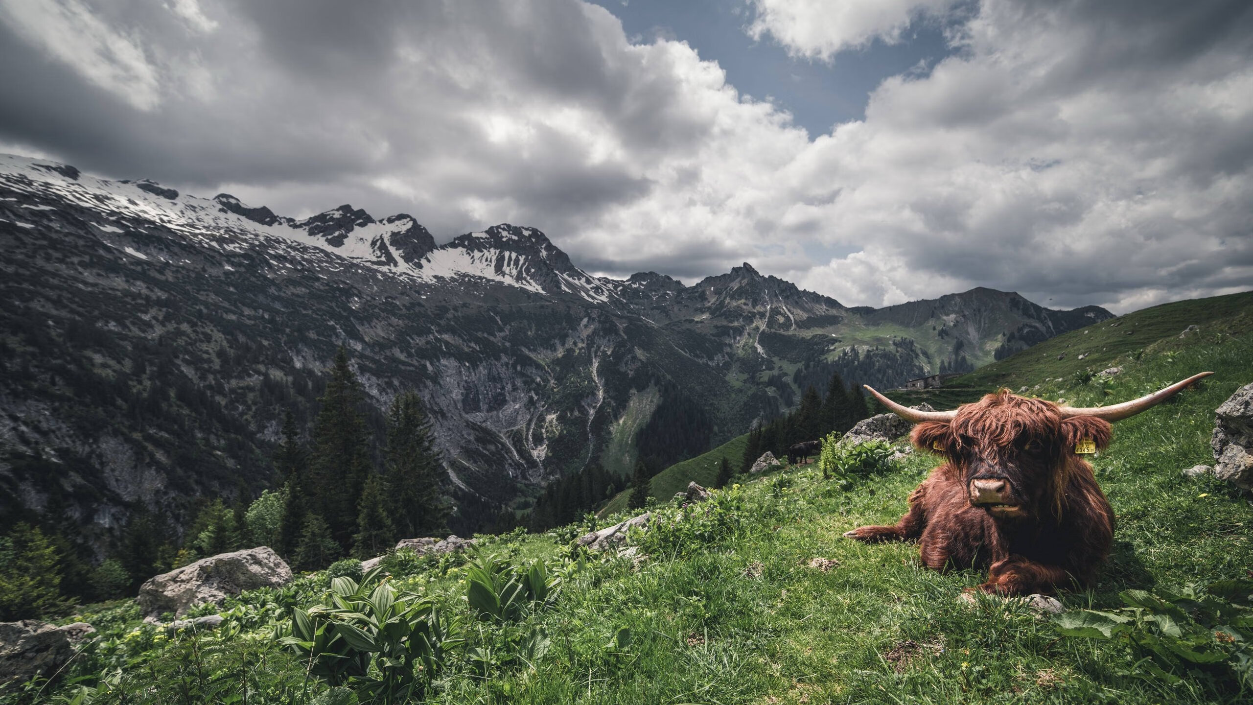 绿茵场上的进化论，从迪巴拉的救赎到多特的闪电战
