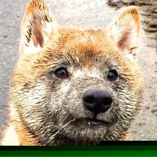 勒沃库森，铁血连胜如何重塑德国足球的权力天平？