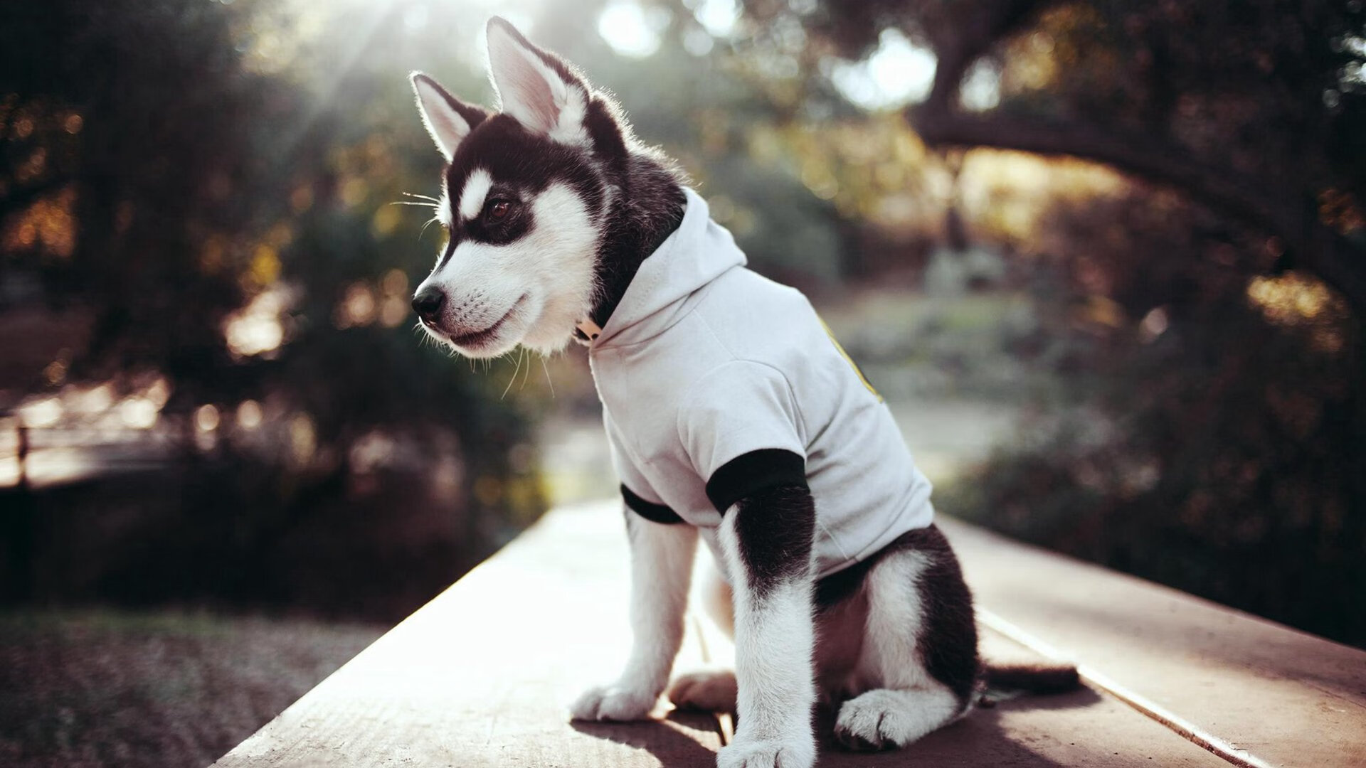 数字不会说谎，除非遇到东契奇