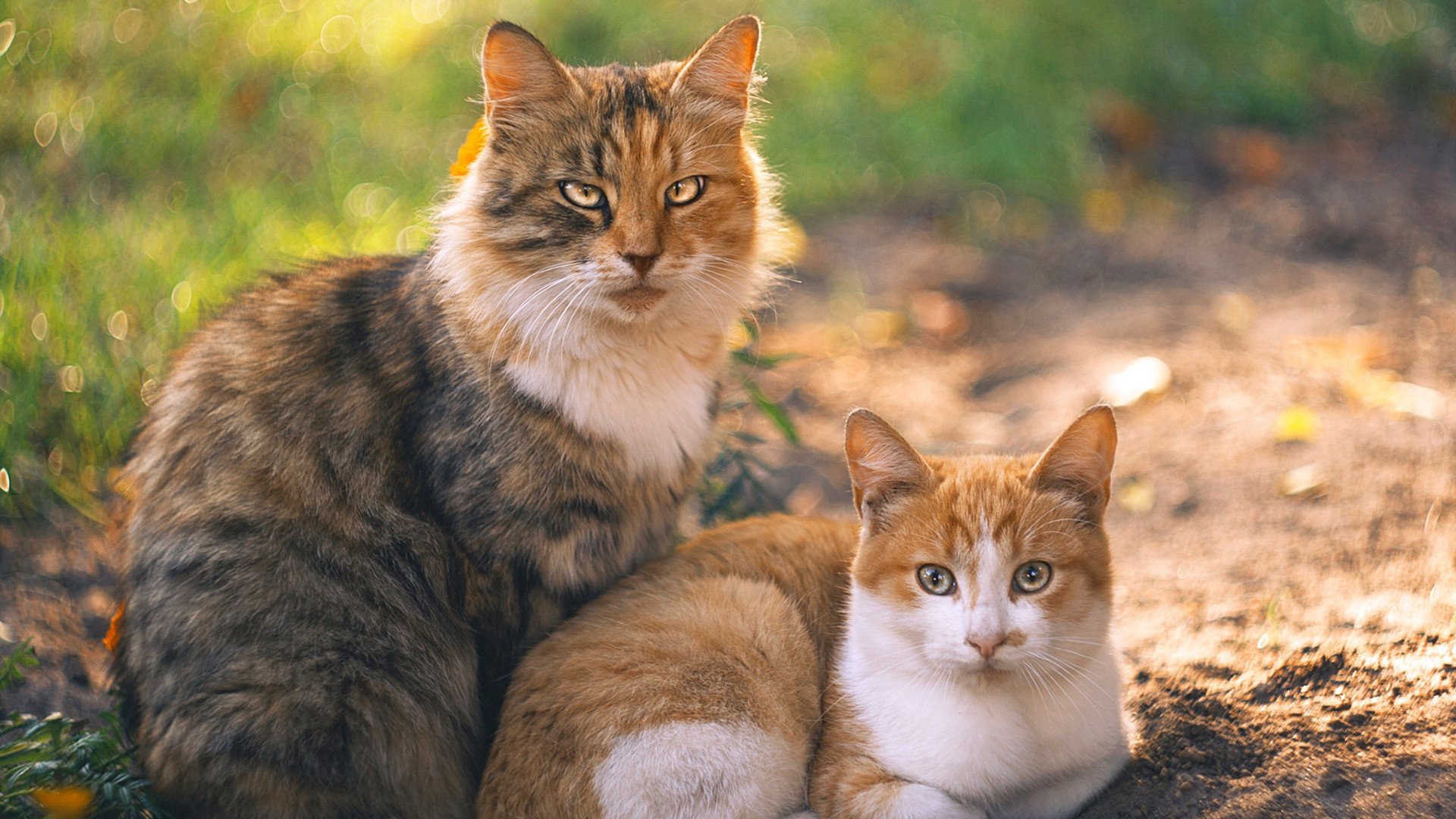 疯狂八分钟，布鲁诺爆发，巴拉圭单节三球击溃荷兰