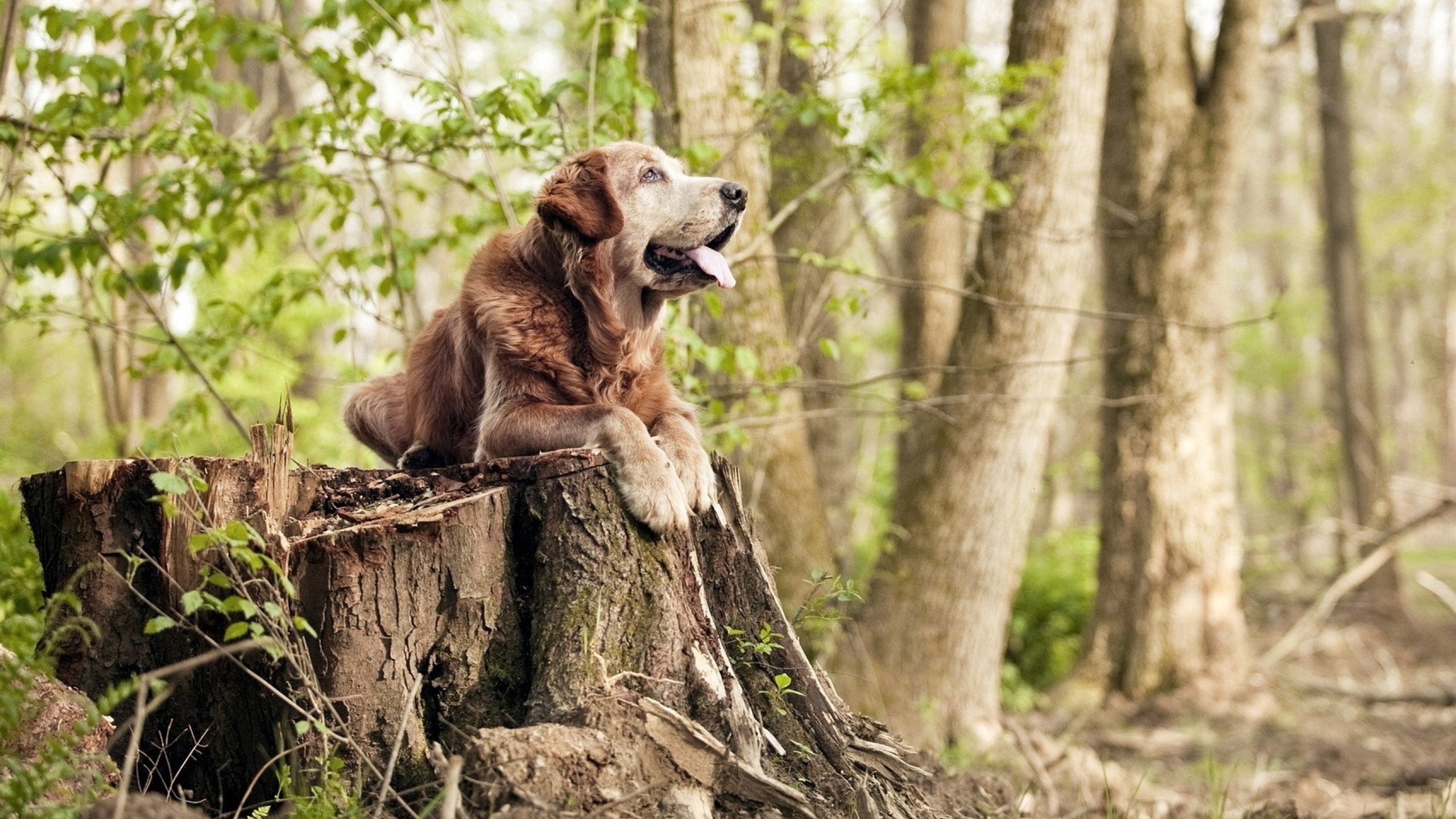 节奏之王，锡安掌控全场，奇才力克步行者