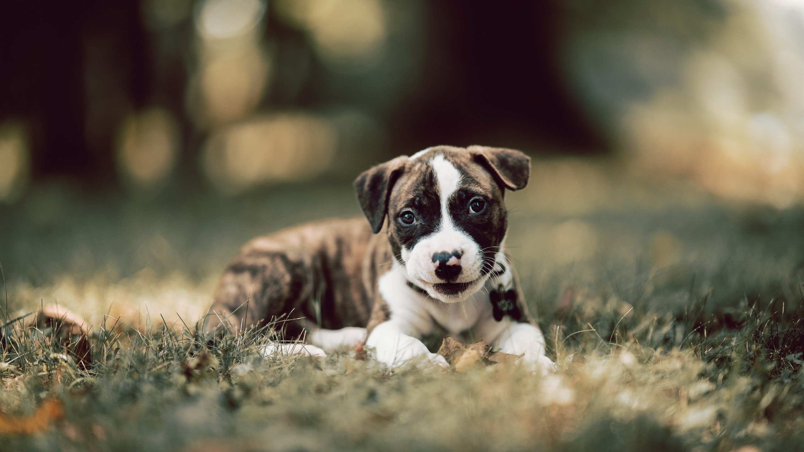 2026世界杯之夜，杰伦格林一球定乾坤